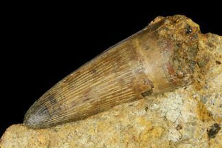 Rare, Cretaceous Crocodile (Goniopholis) Tooth in Situ - England #177062