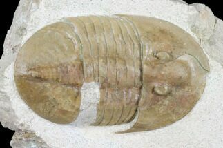 Rare, Ptychopyge Volkhovense Trilobite - Russia #178242
