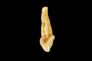 Eocene Primate (Necrolemur) Rooted Tooth Fossil - France #179986
