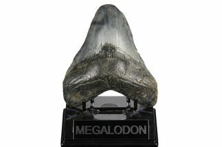 Fossil Megalodon Tooth - Feeding Worn Tip #180945