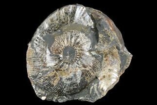 Jurassic Ammonite (Quenstedticeras) Fossil - Russia #181242