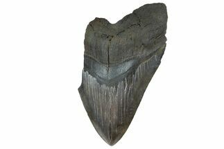 Huge, Partial Megalodon Tooth - Serrated Blade #180969