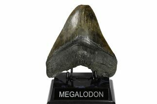 Fossil Megalodon Tooth - Feeding Damaged Tip #182715