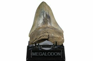 Tan, Fossil Megalodon Tooth - Sharp Serrations #182970