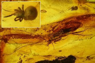 Fossil Caddisfly (Trichoptera) & a Spider (Araneae) in Baltic Amber #183585