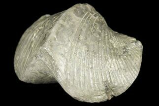 Pyrite Replaced Brachiopod (Paraspirifer) Fossil - Ohio #189178