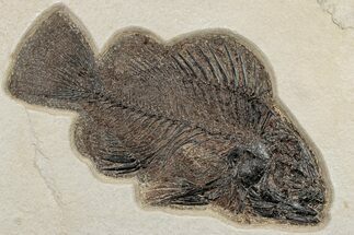 Excellent, Fossil Fish (Priscacara) - Wyoming #189290