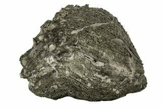 Pyrite Replaced Brachiopod (Pseudoatrypa) Fossil - Ohio #189487