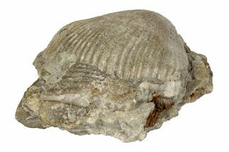 Silurian Brachiopod Fossil (Conchidium) - Tennessee #189492