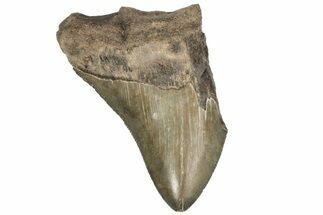 Partial Megalodon Tooth - Serrated Blade #187801