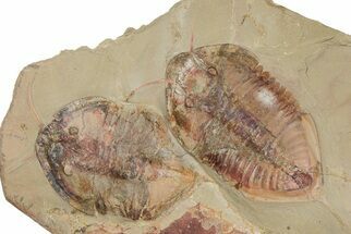Two, Large Megistaspis Trilobites With Antennae & Gut Traces! #190168