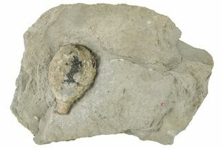 Cystoid (Holocystites) Fossil - Indiana #190995