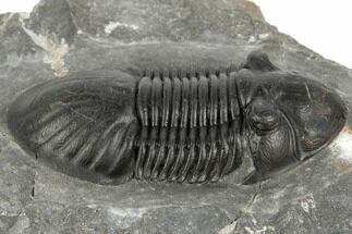 Black, Paralejurus Trilobite - Mrakib, Morocco #192779