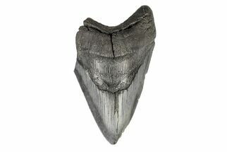 Partial Megalodon Tooth - South Carolina #193954