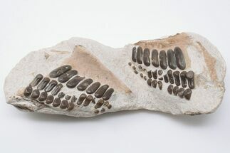 Fossil Pycnodont Crushing Mouth Plates - Morocco #196699