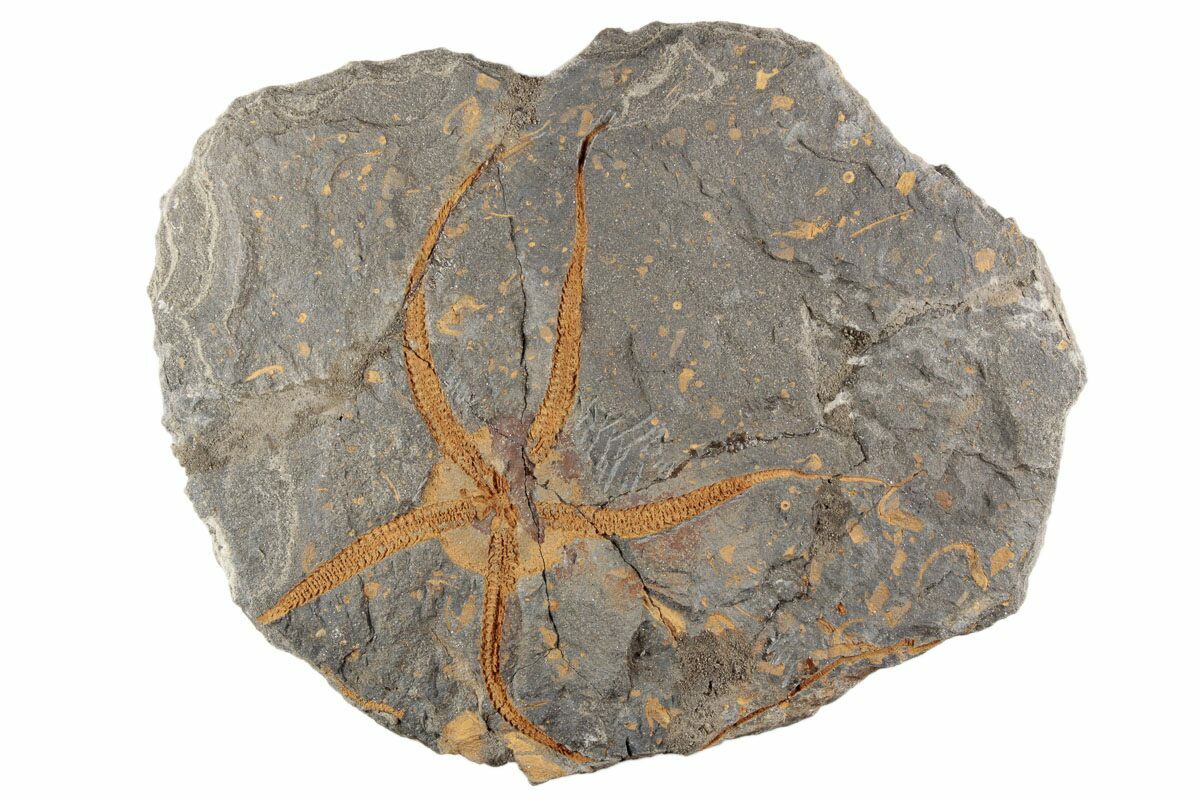 5 4 Ordovician Brittle Star Ophiura With Cystoids Crinoids