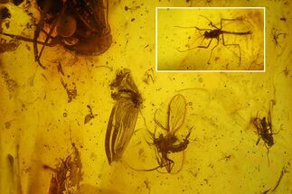 Fossil Cicada (Auchenorrhyncha) & Several Flies in Baltic Amber #197758