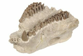 Fossil Oreodont (Merycoidodon) Jaw - South Dakota #198198