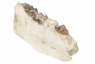 Fossil Tapir (Colodon) Jaw Section - South Dakota #198223