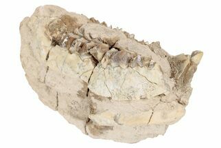 Fossil Oreodont (Merycoidodon) Partial Mandible - South Dakota #198227