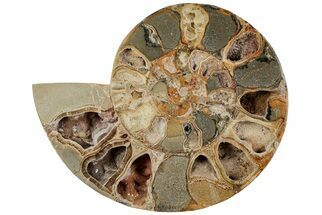 Cut & Polished Ammonite Fossil (Half) - Jurassic #199249