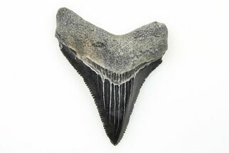 Sharp, Juvenile Megalodon Tooth - South Carolina #196093