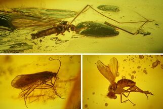 Detailed Fossil Fly, Caddisfly and Crane Fly in Baltic Amber #200051