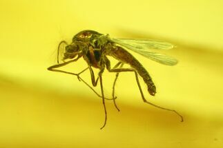 Fossil Fly (Chironomidae) In Baltic Amber #200247