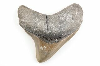 Serrated, Posterior Megalodon Tooth - North Carolina #200656