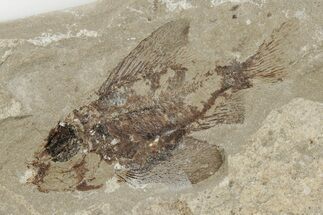 Cretaceous Fossil Fish (Ctenothrissa) - Hakel, Lebanon #200783
