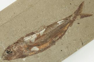 Cretaceous Fossil Fish (Organotegatum) - Hakel, Lebanon #200807
