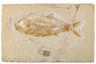 Cretaceous Fossil Fish (Sedenhorstia) - Lebanon #200764