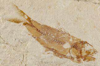 Cretaceous Fossil Fish (Hemisaurida) - Hjoula, Lebanon #200766