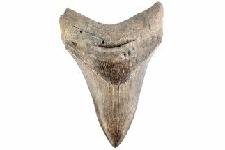 Serrated, Fossil Megalodon Tooth - Lower Tooth #200821