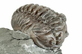 Partially Enrolled Flexicalymene Trilobite - Ohio #201131
