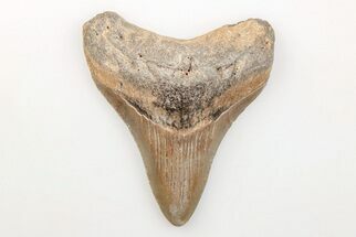 Serrated, Juvenile Megalodon Tooth - North Carolina #200728