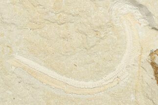 Fossil Fireworm (Rollinschaeta) With Shrimp - Hjoula, Lebanon #201368