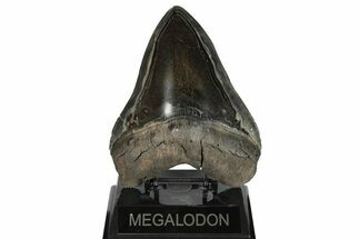 Serrated, Fossil Megalodon Tooth - Polished Blade #200798