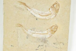 Two Cretaceous Fossil Fish (Gaudryella) and Shrimp - Hjoula, Lebanon #201351
