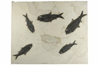 Multiple Fossil Fish (Knightia) Plate - Wyoming #203219