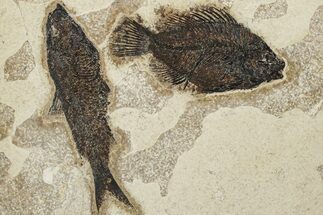 Two Fossil Fish (Cockerellites and Knightia) - Wyoming #203221