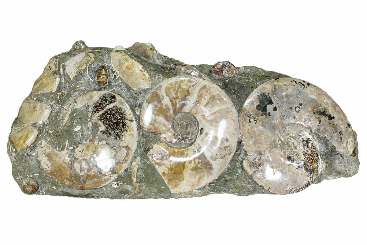 6288 Ammonite Specimens from Madagascar  16-25mm set of 4 