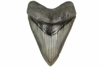 Fossil Megalodon Tooth - Beautiful Tooth #204588