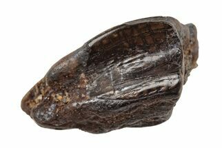 Fossil Hadrosaur (Duck-Billed Dinosaur) Tooth - Montana #204632