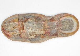 Triassic Coelacanth (Piveteauia) Fossil - Pos/Neg #206585
