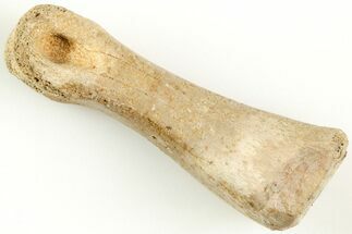 Ornithomimid Dinosaur Phalange Bone - Montana #207040