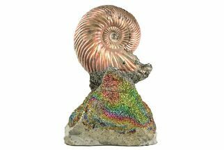 Iridescent, Pyritized Ammonite (Quenstedticeras) Fossil Display #207106