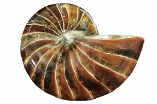 Polished Fossil Nautilus - Madagascar #207411