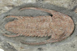 Early Cambrian Trilobite (Perrector) - Tazemmourt, Morocco #207565
