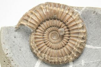 Beautiful, Ammonite (Arnioceras) Fossil - England #206503
